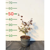 Buk lesní Atropunicea, výška 30–50 cm, květináč 17 cm