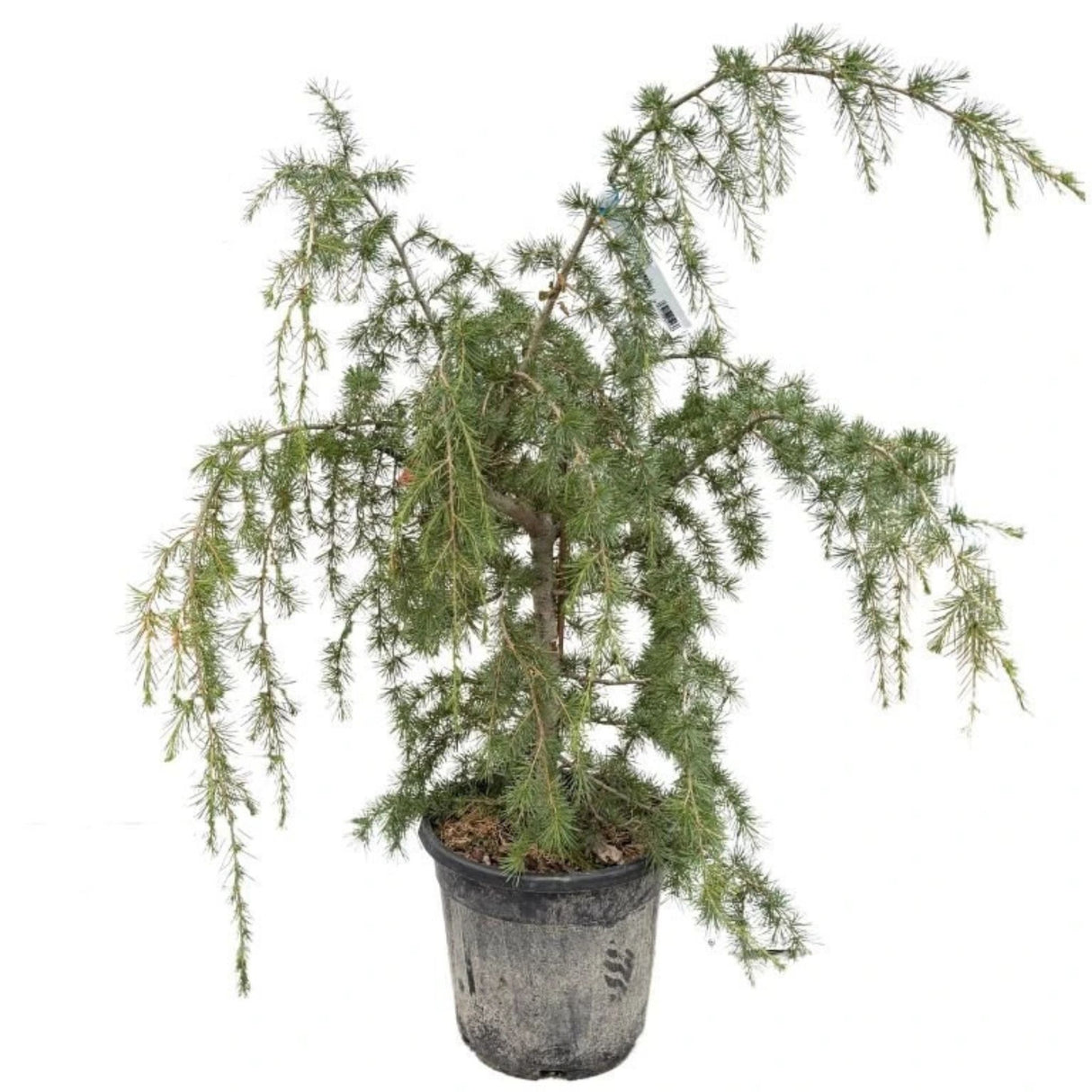 Cedr himalájský Prostrata rozvětvený, výška 80-100 cm, květináč 20 l