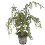 Cedr himalájský Prostrata rozvětvený, výška 80-100 cm, květináč 20 l