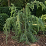 Cedr himalájský Prostrata rozvětvený, výška 80-100 cm, květináč 20 l