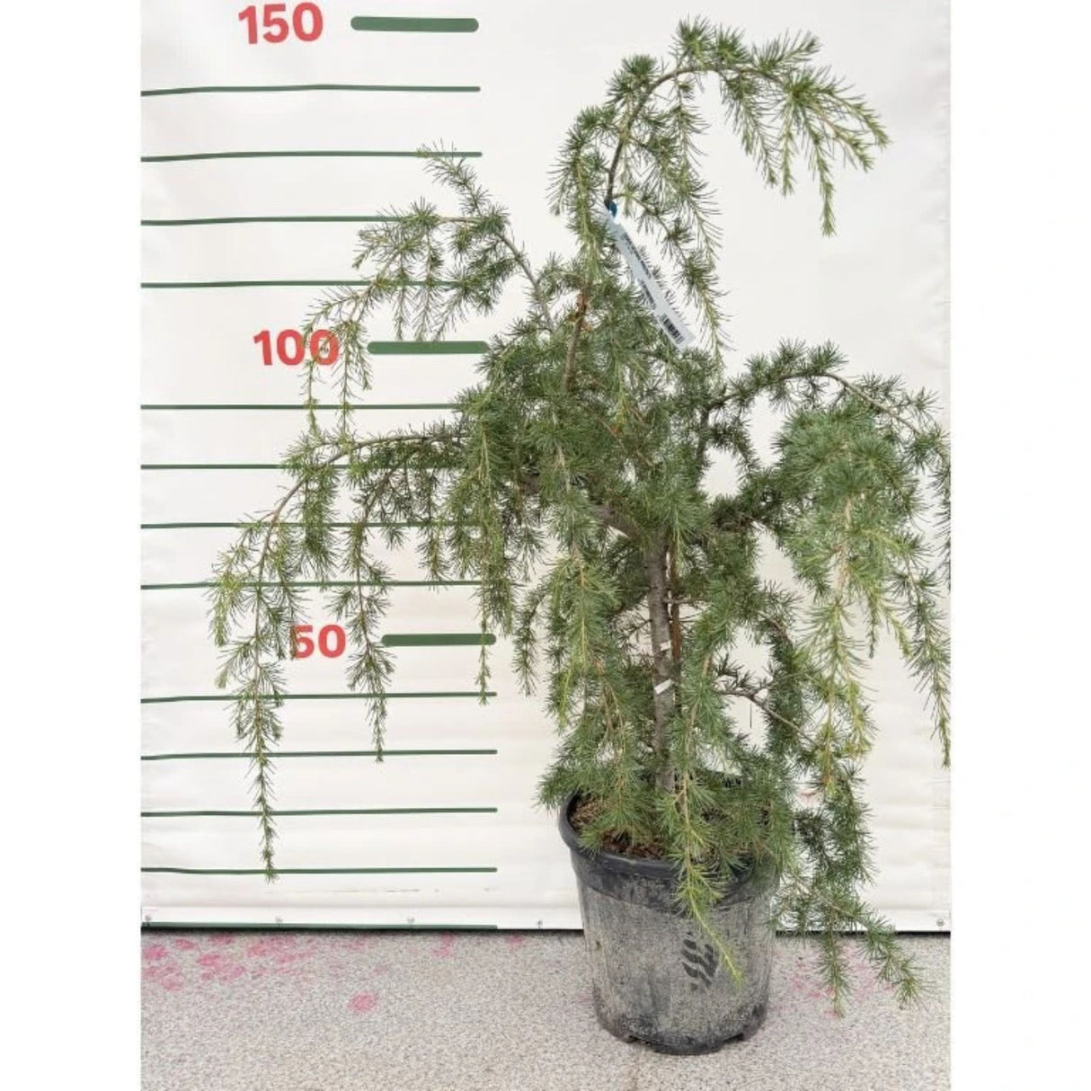 Cedr himalájský Prostrata rozvětvený, výška 80-100 cm, květináč 20 l