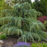 Cedr himalájský Prostrata rozvětvený, výška 80-100 cm, květináč 20 l