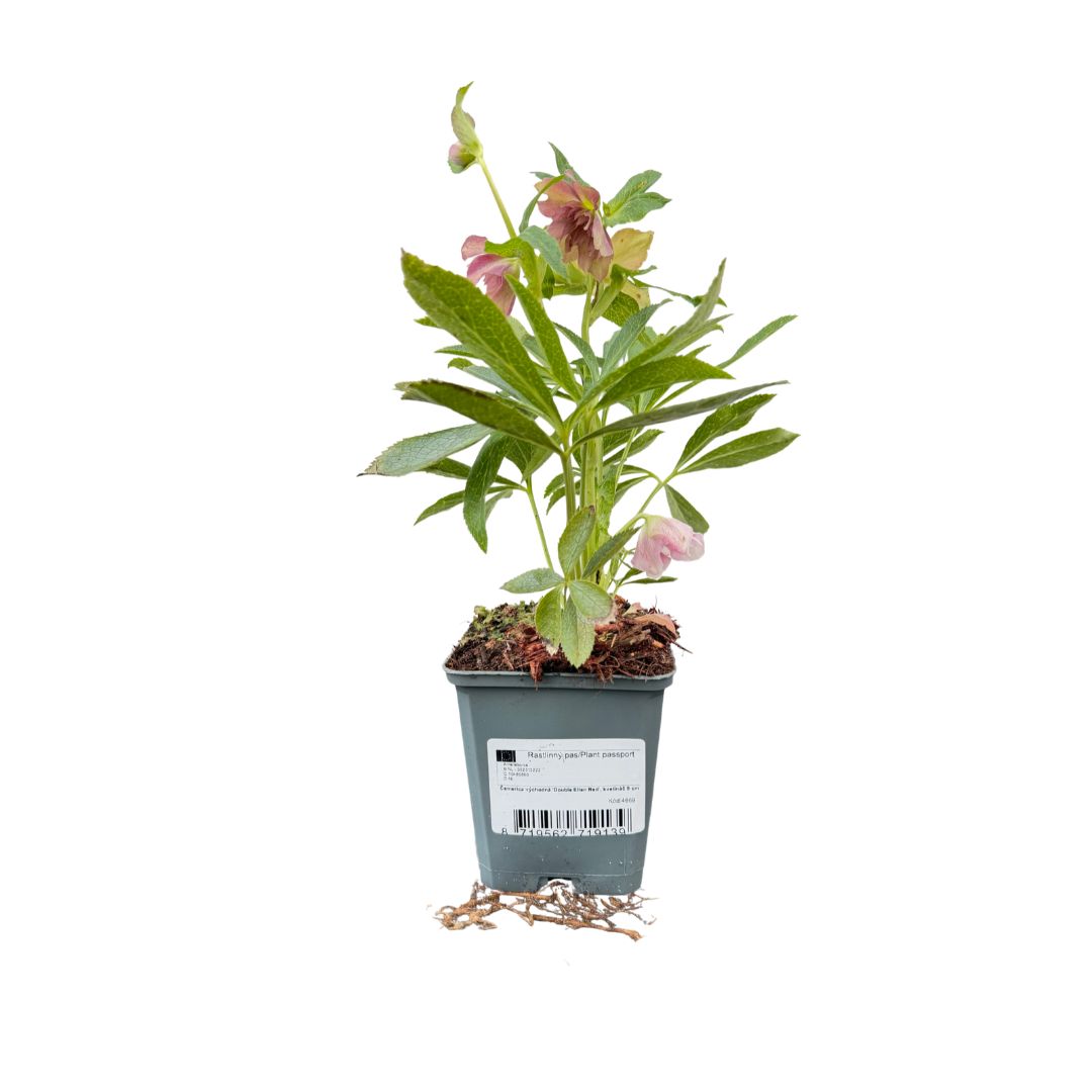 Čemeřice Double Ellen Red, květináč 9 cm