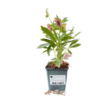 Čemeřice Double Ellen Red, květináč 9 cm