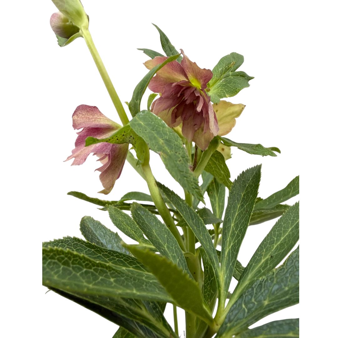 Čemeřice Double Ellen Red, květináč 9 cm