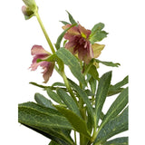 Čemeřice Double Ellen Red, květináč 9 cm