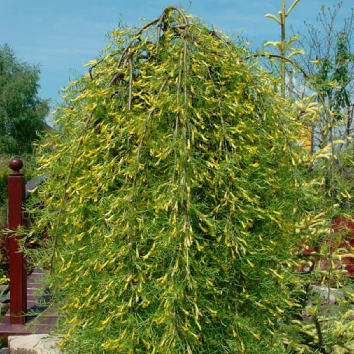 Čimišník stromový Walker na kmínku, výška 80-100 cm, květináč 5 l