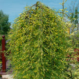 Čimišník stromový Walker na kmínku, výška 80-100 cm, květináč 5 l