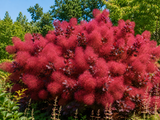 Ruj vlasatá Magical Red Fountain, výška 20–30 cm, květináč 2 l
