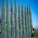 Cypřiš stálezelený Blue Sky, výška 100-125 cm, květináč 10 l