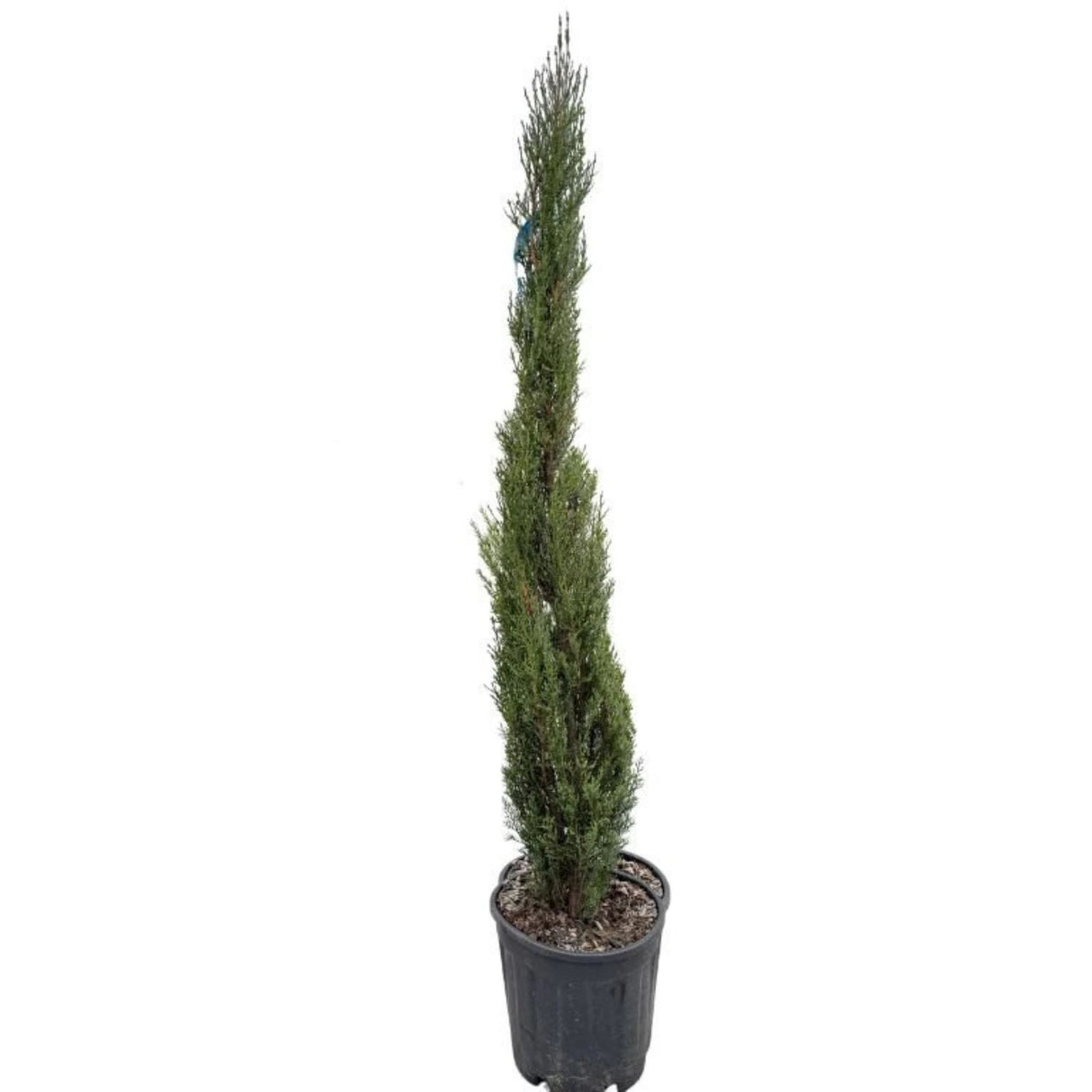 Cypřiš stálezelený Blue Sky, výška 100-125 cm, květináč 10 l