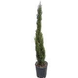Cypřiš stálezelený Blue Sky, výška 100-125 cm, květináč 10 l