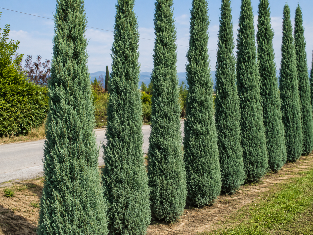 Cypřiš arizonský Fastigiata, výška 100–120 cm, květináč 9 l
