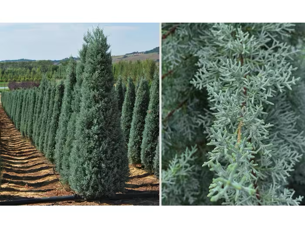 Cypřiš arizonský Fastigiata, výška 100–120 cm, květináč 9 l