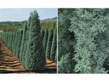 Cypřiš arizonský Fastigiata, výška 100–120 cm, květináč 9 l