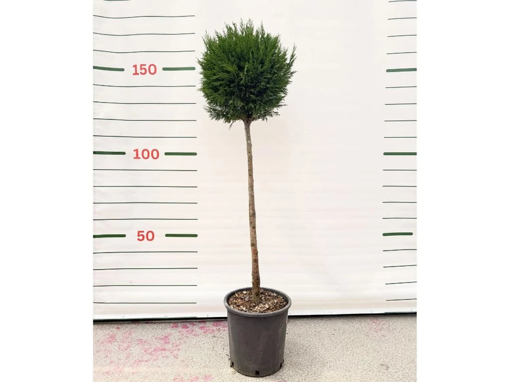Cypřišovec Leylandův Pyramidalis na kmínku 70–80 cm, výška 125–150 cm, květináč 25 l