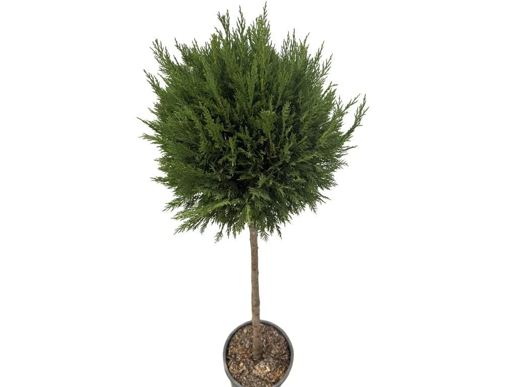Cypřišovec Leylandův Pyramidalis na kmínku 70–80 cm, výška 125–150 cm, květináč 25 l
