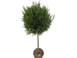 Cypřišovec Leylandův Pyramidalis na kmínku 70–80 cm, výška 125–150 cm, květináč 25 l