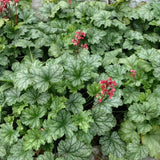 Dlužicha Dales Strain, květináč 9 cm