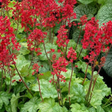 Dlužicha Ruby Bells, květináč 9 cm