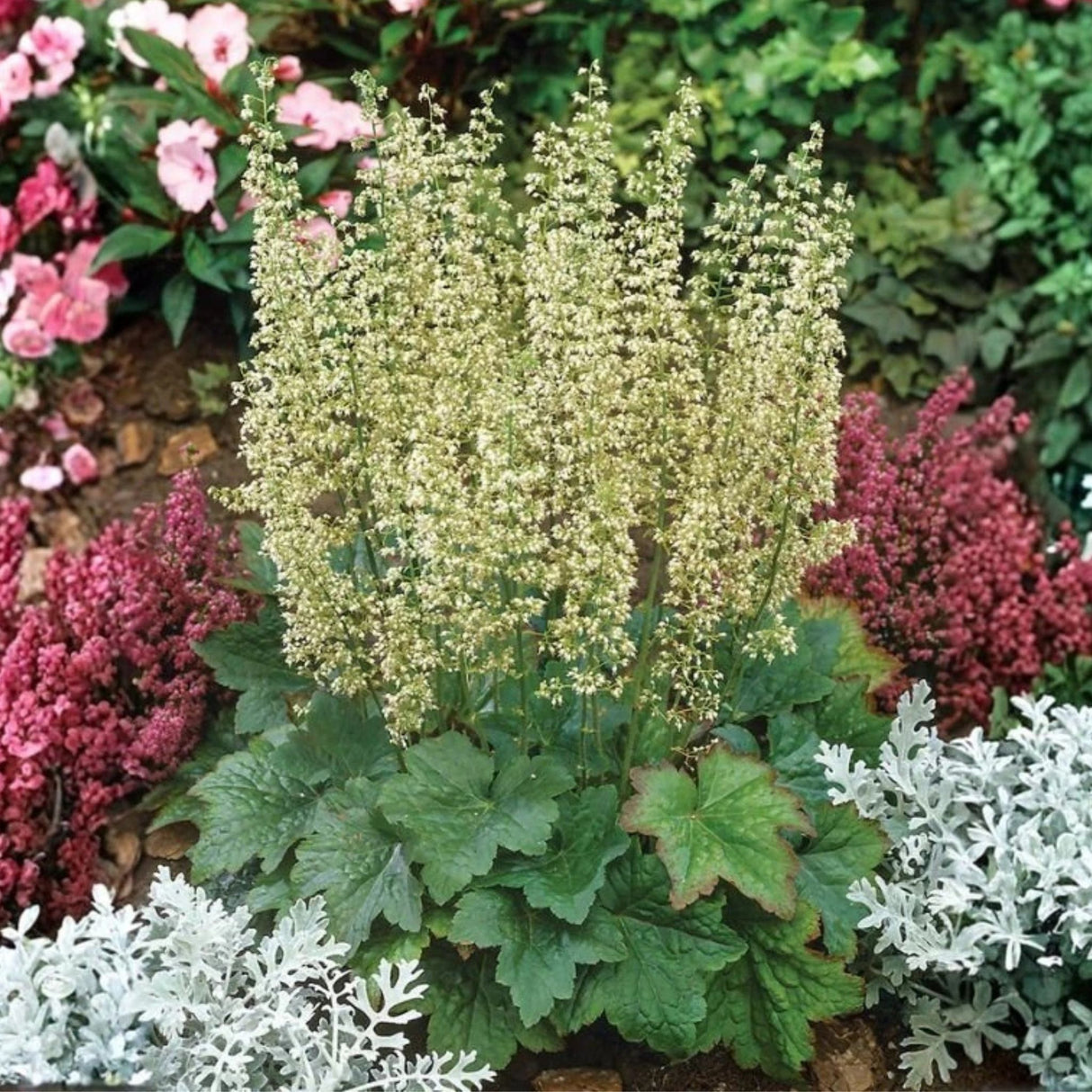 Dlužicha Villosa Macrorrhiza, květináč 9 cm