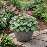 Dlužicha Dales Strain, květináč 9 cm