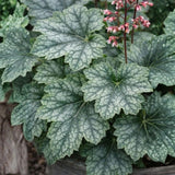 Dlužicha Dales Strain, květináč 9 cm