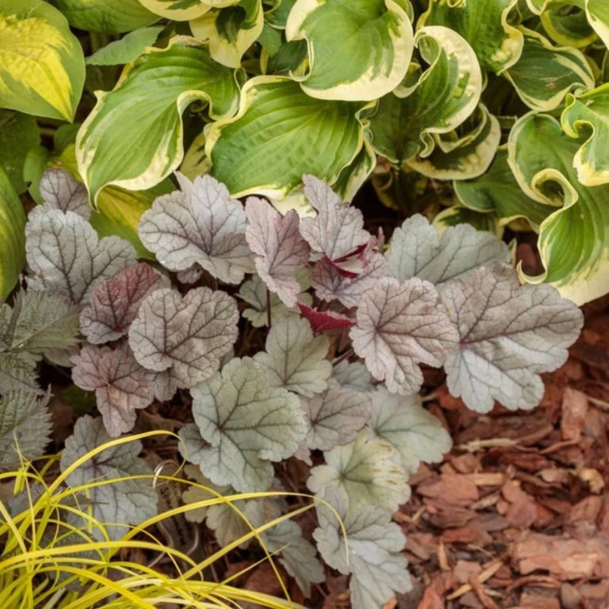 Dlužicha Dolce Silver Gumdrop, květináč 9 cm