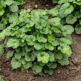 Dlužicha Leuchtkäfer, květináč 9 cm
