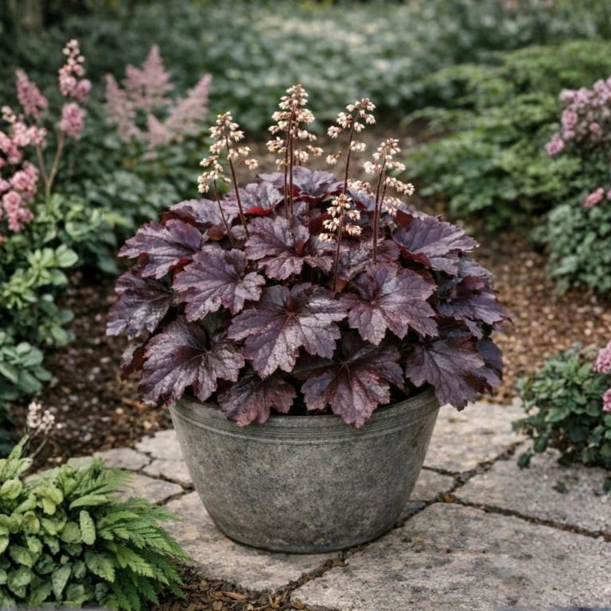 Dlužicha Palace Purple, květináč 9 cm