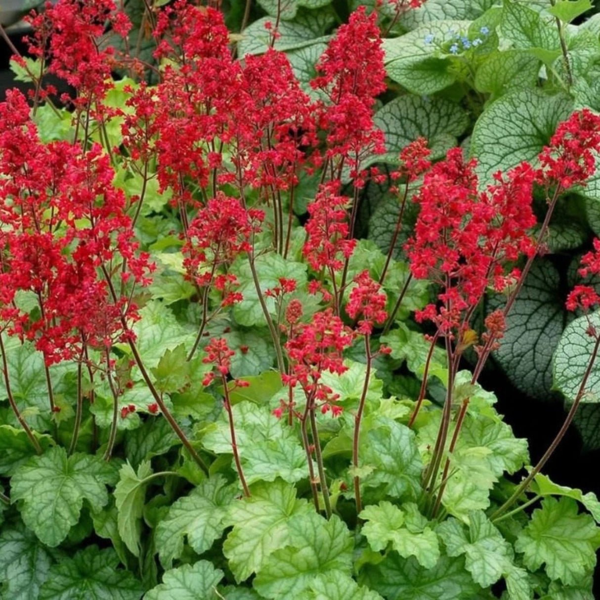 Dlužicha Ruby Bells, květináč 9 cm