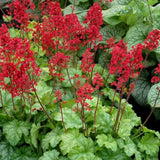 Dlužicha Ruby Bells, květináč 9 cm