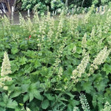 Dlužicha Villosa Macrorrhiza, květináč 9 cm