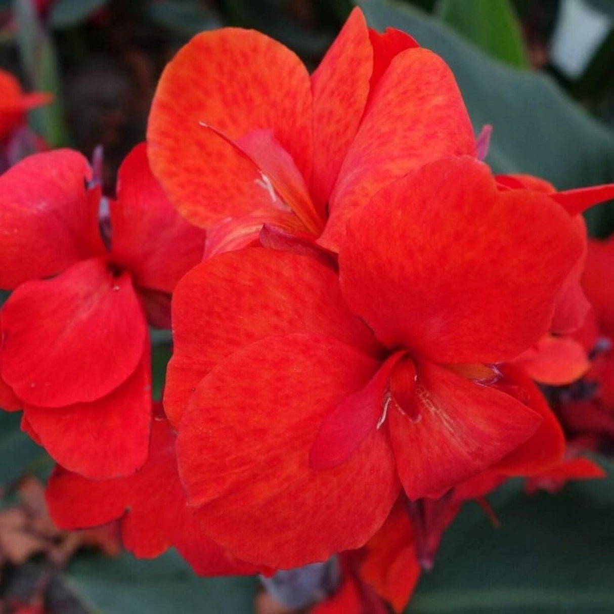 Dosna hybridní CannaSun Emma, květináč 11 cm