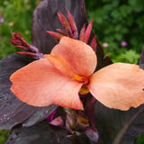 Dosna hybridní CannaSun Rosita, květináč 11 cm