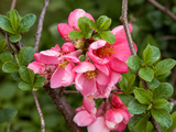 Kdoulovec japonský Pink Lady na kmínku 60–70 cm, výška 80–100 cm, květináč 3 l