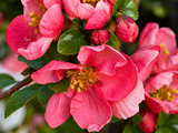 Kdoulovec japonský Pink Lady na kmínku 60–70 cm, výška 80–100 cm, květináč 3 l
