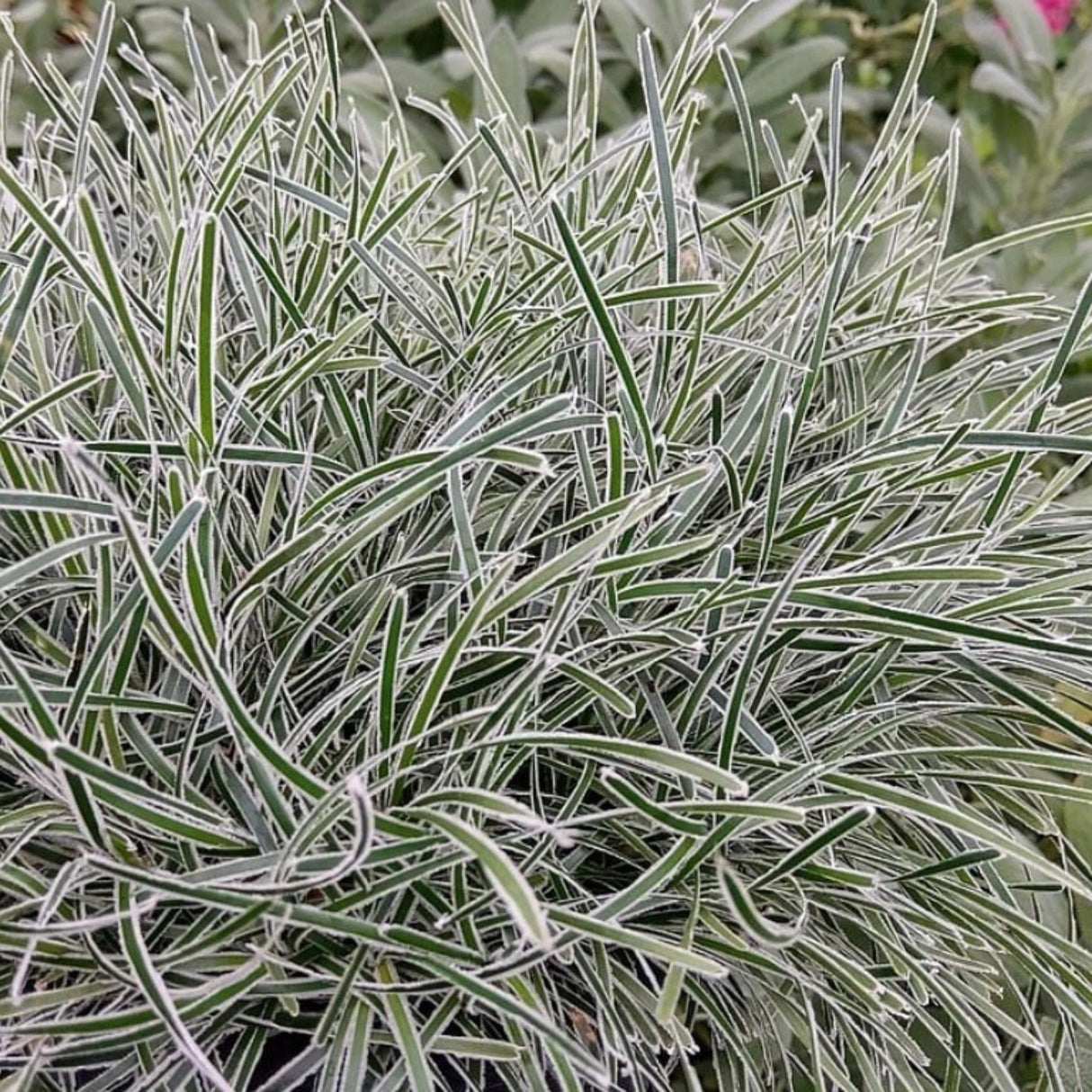 Ficínie Frosty Morning, květináč 9 cm