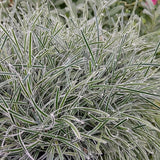 Ficínie Frosty Morning, květináč 9 cm