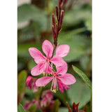 Gaura lindheimerová Flamingo Pink, květináč 9 cm