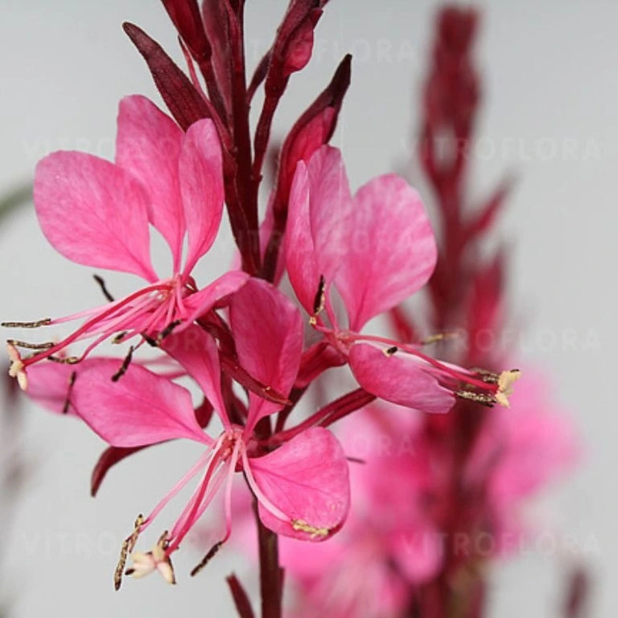 Gaura lindheimerová Flamingo Pink, květináč 9 cm