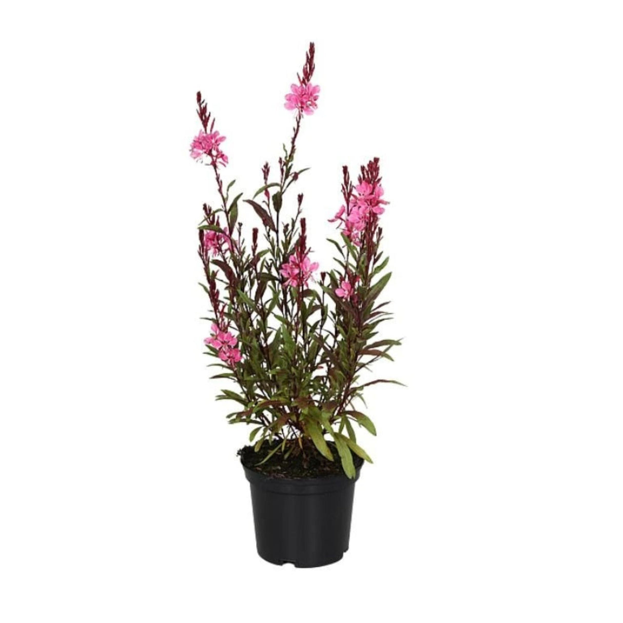 Gaura lindheimerová Flamingo Pink, květináč 9 cm