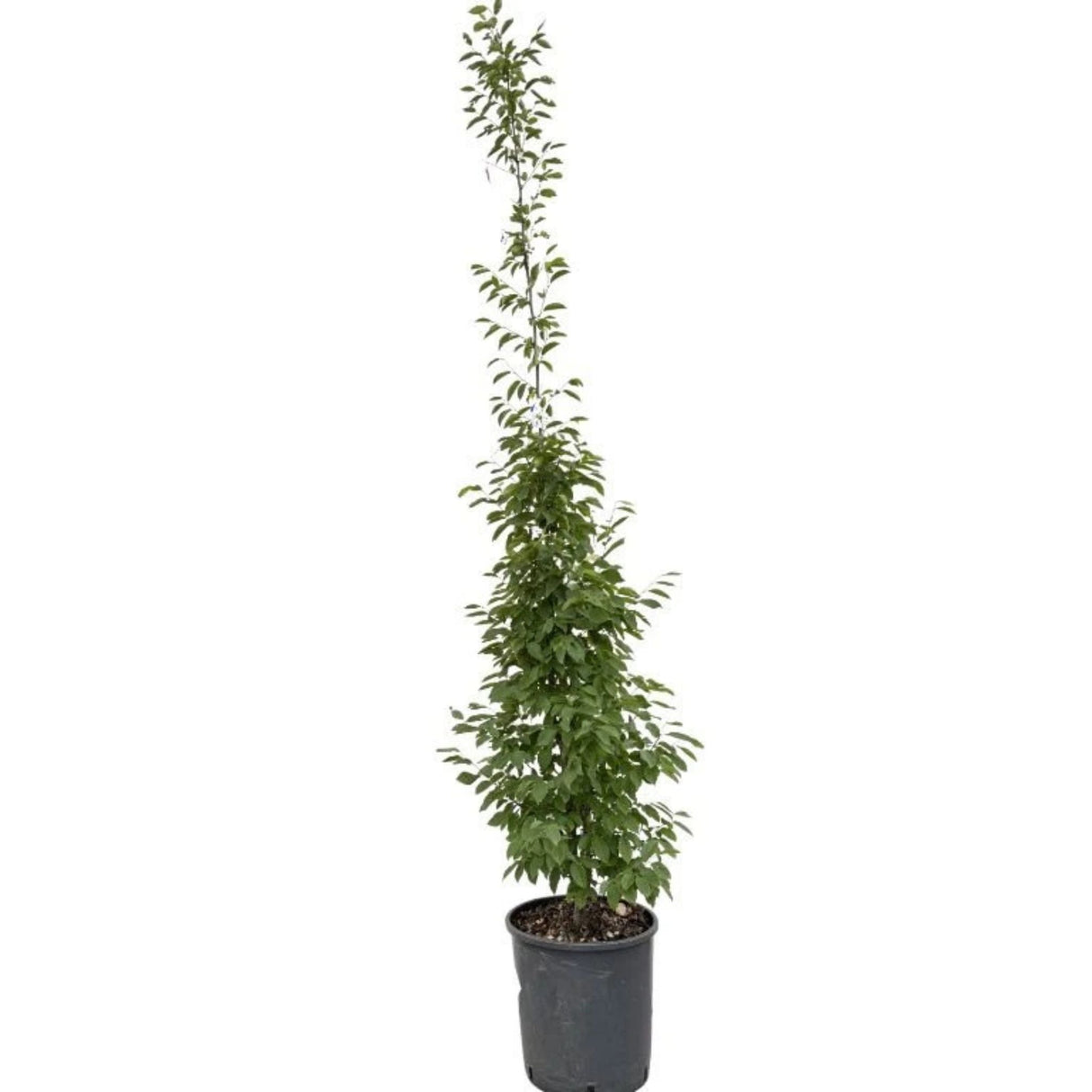 Habr obecný Fastigiata rozvětvený, výška 150-200 cm, květináč 18 l