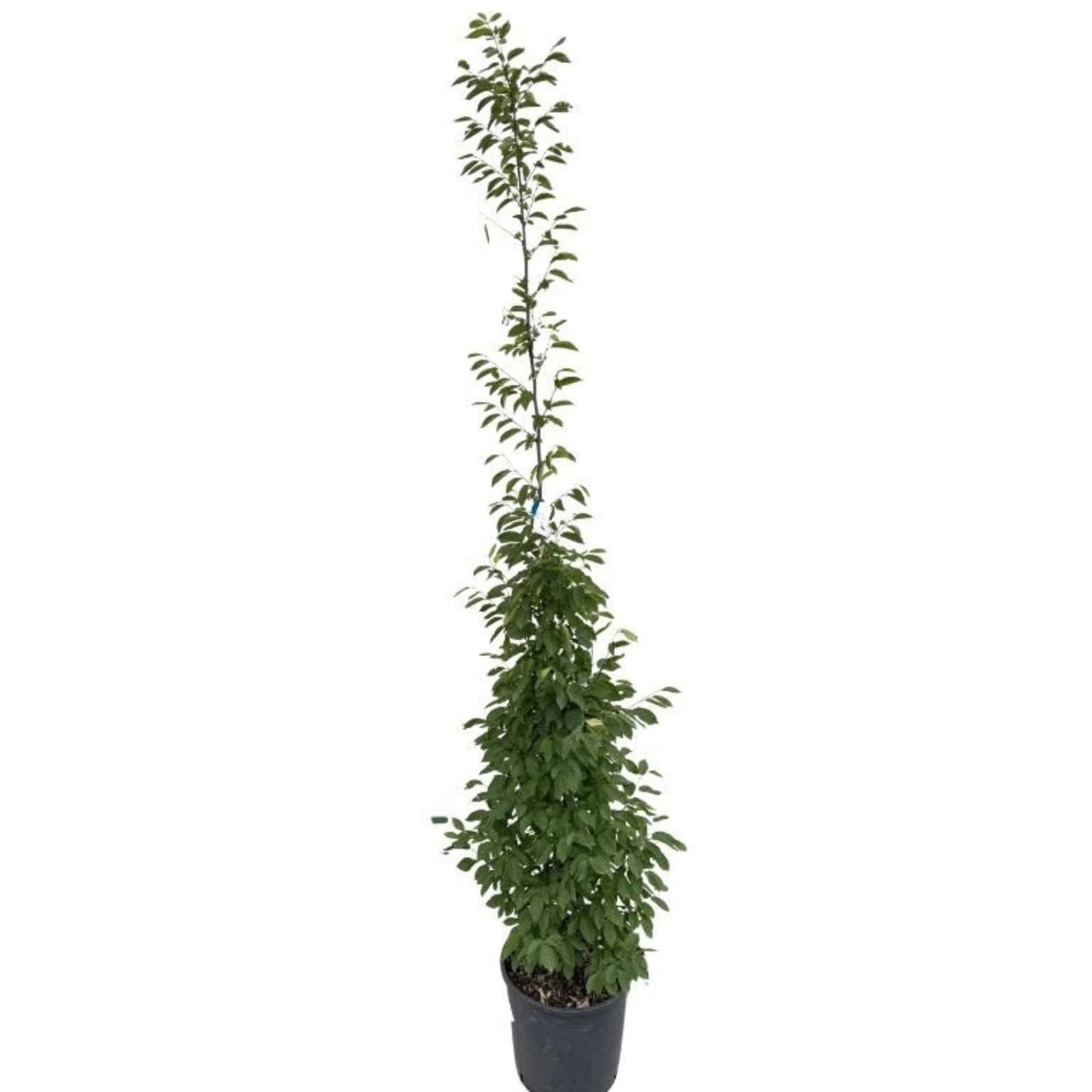 Habr obecný Fastigiata rozvětvený, výška 150-200 cm, květináč 18 l