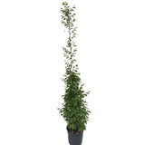 Habr obecný Fastigiata rozvětvený, výška 150-200 cm, květináč 18 l