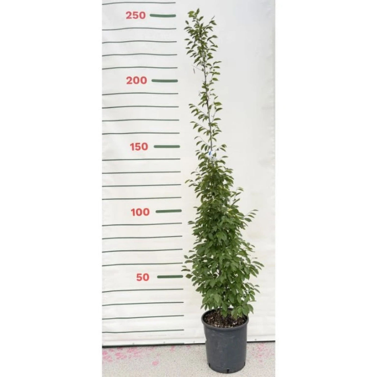 Habr obecný Fastigiata rozvětvený, výška 150-200 cm, květináč 18 l