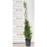 Habr obecný Fastigiata rozvětvený, výška 150-200 cm, květináč 18 l