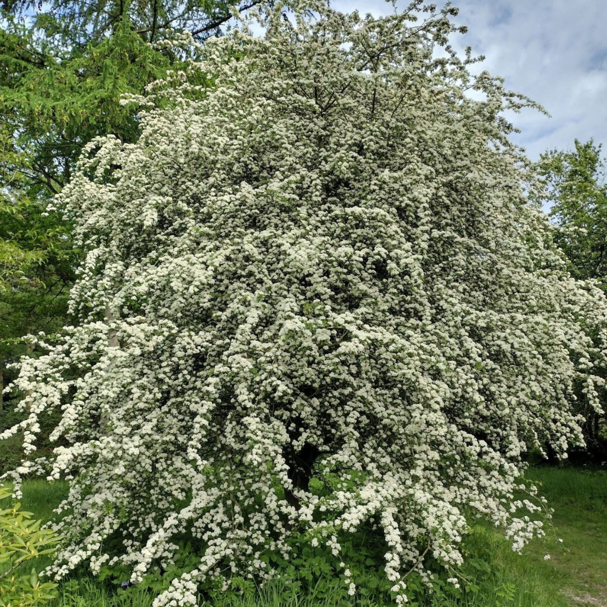 Hloh jednosemenný, výška 30-60 cm, květináč 5 l