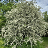 Hloh jednosemenný, výška 30-60 cm, květináč 5 l