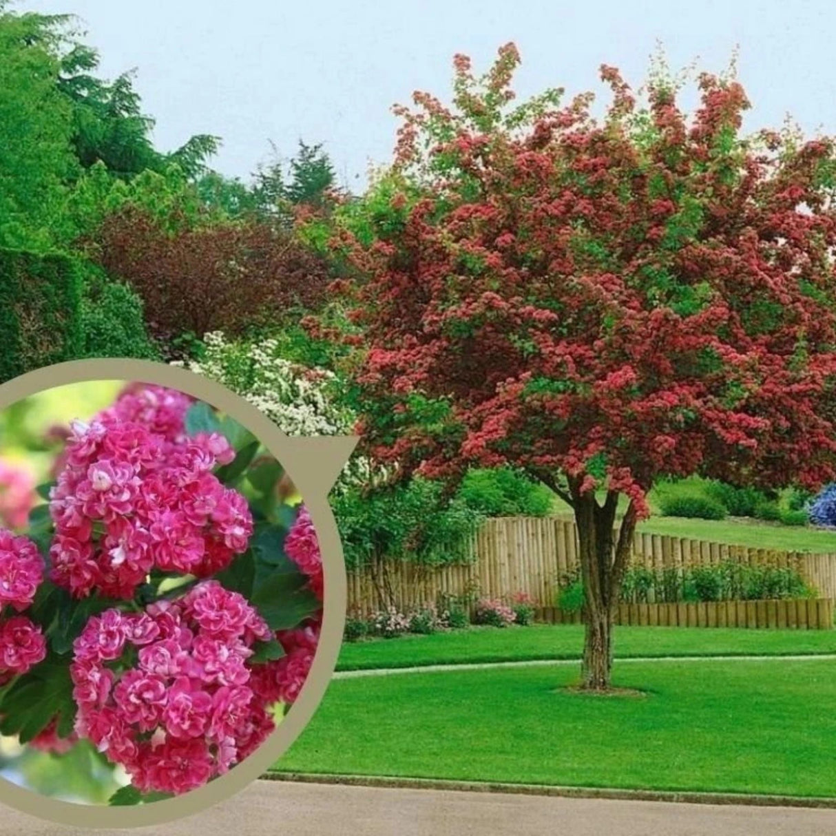 Hloh obecný Pauls Scarlet na vysokém kmínku 160–180 cm, výška 220–250 cm, květináč 15 l